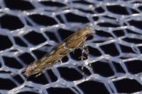 Acrocercops brongniardella