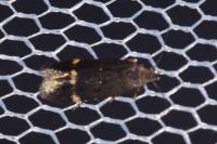Aproaerema anthyllidella
