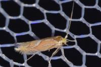 Phyllonorycter