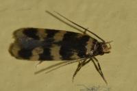 Oegoconia caradjai