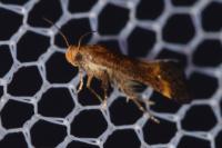 Apodia bifractella
