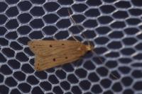 Acompsia