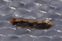 Monopis crocicapitella
