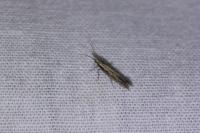 Plutella xylostella