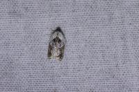 Acleris variegana
