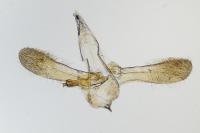 Glyphipterix equitella