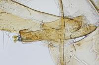 Glyphipterix equitella