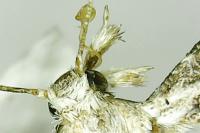 Alucita grammodactyla