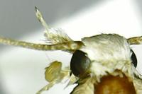 Alucita grammodactyla