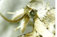 Alucita grammodactyla