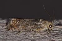 Cydia splendana