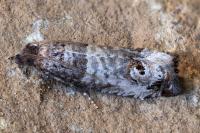 Notocelia incarnatana