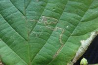 Stigmella microtheriella