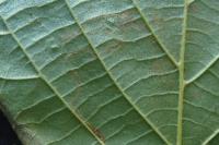 Stigmella microtheriella