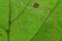 Stigmella microtheriella
