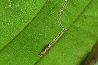 Stigmella microtheriella