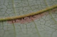 Stigmella microtheriella