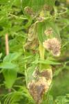 Fomoria septembrella