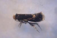 Fomoria septembrella
