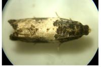 Gypsonoma sociana