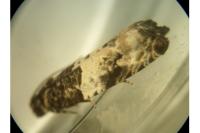 Gypsonoma sociana