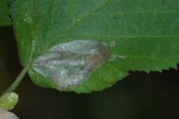 Phyllonorycter coryli