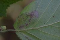 Phyllonorycter coryli