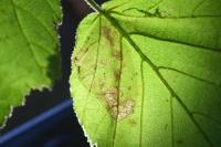 Phyllonorycter coryli