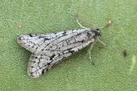 Exapate duratella