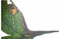 Stigmella