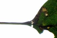 Stigmella
