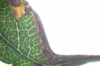 Stigmella
