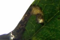 Stigmella