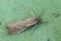 Diurnea lipsiella