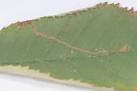 Lyonetia clerkella