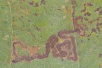 Acalyptris platani