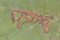 Acalyptris platani