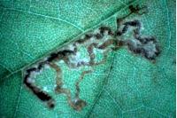Acalyptris platani