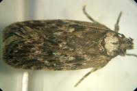 Depressaria chaerophylli