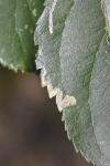 Ectoedemia atricollis