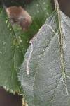 Lyonetia clerkella