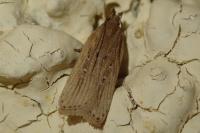 Helcystogramma triannulella