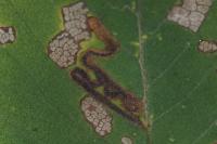 Stigmella ulmivora