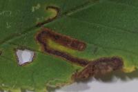 Stigmella ulmivora