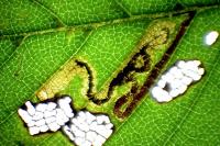 Stigmella ulmivora
