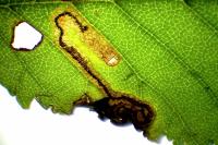 Stigmella ulmivora