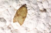 Acleris rhombana