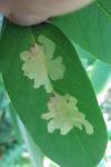 Parectopa robiniella