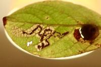 Stigmella salicis