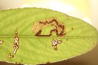 Stigmella